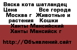 Вяска кота шатландец › Цена ­ 1 000 - Все города, Москва г. Животные и растения » Кошки   . Ханты-Мансийский,Ханты-Мансийск г.